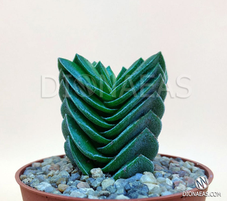 Crassula Buddha's Temple