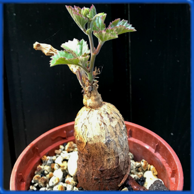 Cyphostemma sp. Ngare Mara