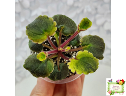 LV-Ланселот (Л. Шевелева) 2025 г. (клакамусный гёрл с кроновой пестролистностью) (стартер)