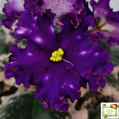 МТ-Моя Вселенная (М. Тотиева) 2023 г.