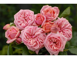 Стефанс Роз (Stefanie´s Rose) шр