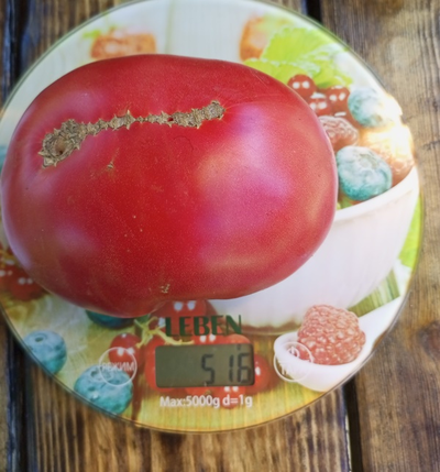 Томат Топтыгин