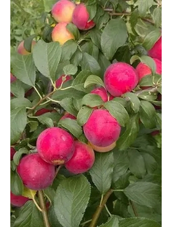 Алыча  Крупноплодная