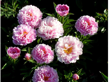 Пион MY PETITE CHERIE, ЗКС, контейнер 4 л.