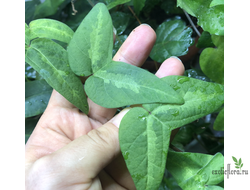 Passiflora Rubra / пассифлора красноплодная