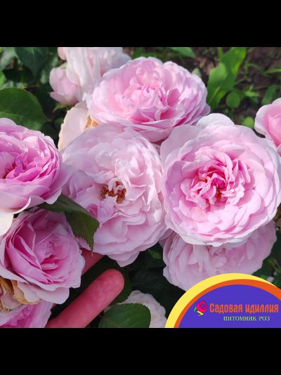 Оливия Роуз (Olivia Rose)