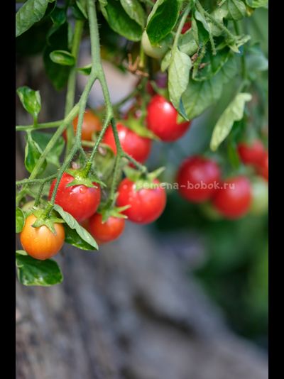 Томат Ditmarscher "Suspension rose" (Дитмаршевская Розовая Подвеска), 10 шт