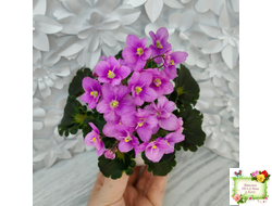 LV-Ланселот (Л. Шевелева) 2025 г. (клакамусный гёрл с кроновой пестролистностью) (стартер)