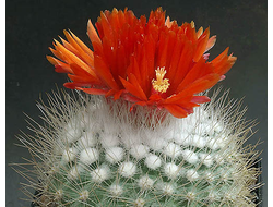 Parodia nivosa VG-1376 - 10 семян