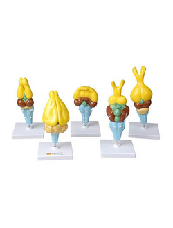 Комплект моделей строения мозга позвоночных