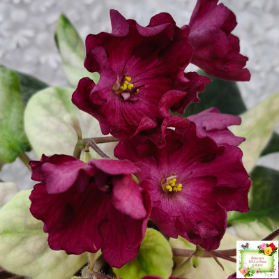 ЕК-Лампа Желаний (Е. Коршунова) 2021 г.