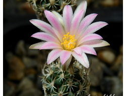 Turbinicarpus spacellatus - 5 семян