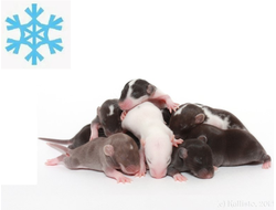 Крыса кормовая замороженная бархатная 8-15гр