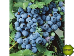 Норт Кантри (низкорослый, неприхотливый)