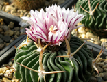 Echinofossulocactus (4)