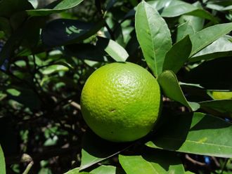 Мандарин зеленый (Citrus reticulata) Грузия, 5 мл - 100% натуральное эфирное масло