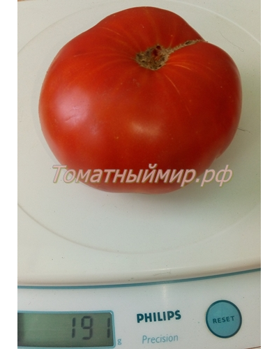 Томат Гном Кардинал Маура (Dwarf Maura’s Cardinal, США, Австралия)