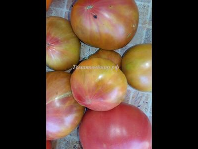 Томат Тайга (Taiga)