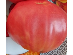 Томат Киевлянка