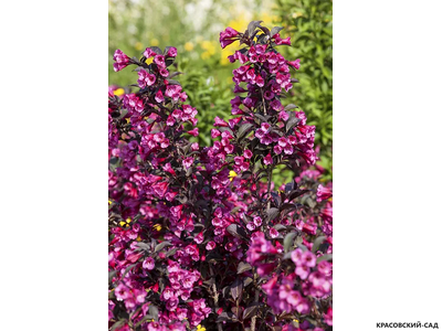 Вейгела цветущая Виктория