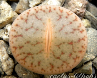 Lithops pseudotruncatella ssp.dendritica (syn.pulmonuncula) C071