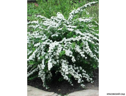 Спирея ниппонская Сноумаунд - Snowmound