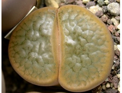 Lithops hookeri v.subfenestrata C156 (MG-1616.66) - 10 семян