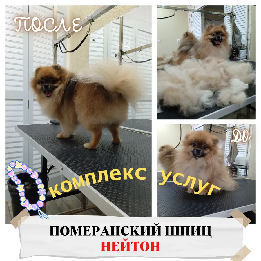 Шпиц НЕЙТОН