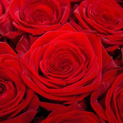 19 роз (цвет на выбор)