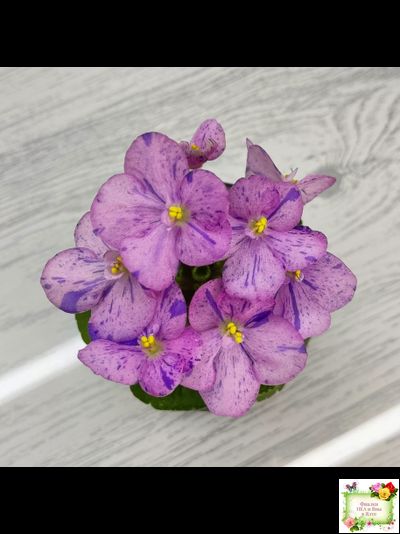 Shirl&#039;s Pip Squeak (S.Sanders) 10/14/2005 (пестролистный гёрл)