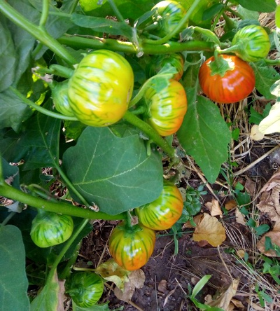 Баклажан Бразильский оранжевый овальный (Brazilian Oval Orange)