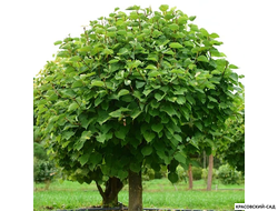 Топиар Липа мелколистная в форме шара