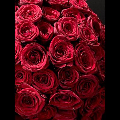 Роза Россия 60 см. 51 шт