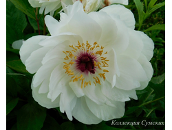 Пион Ballerina (Балерина)