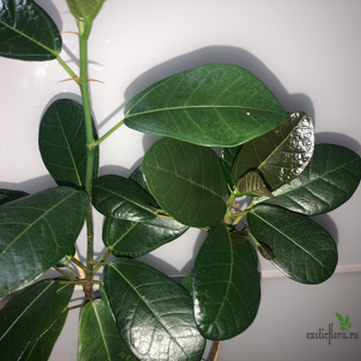 Ficus sp.(T01) Indonesia / Фикус Индонезия природник