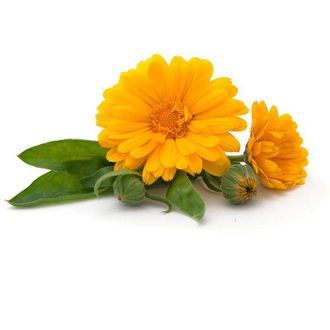 Гидролат Календула, Ноготки лекарственные, Calendula officinalis (цветы) 100 мл