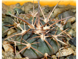 Gymnocalycium bruchii v. niveum VG 536