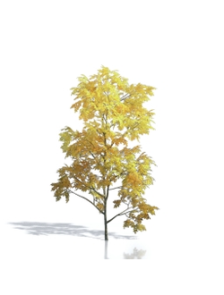 Billboards Дерево осеннее_17