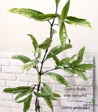 Justicia fragilis (silver variegated) / Justicia gendarussa / Юстиция вариегатная