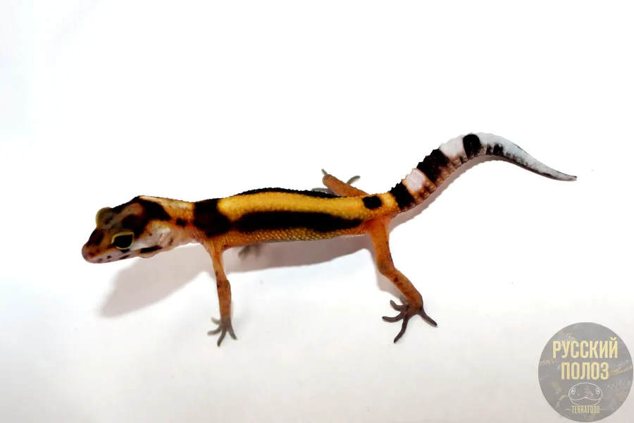 Пятнистый леопардовый эублефар, Eublepharis macularius