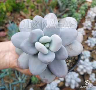 Pachyphytum oviferum, Пахифитум яйценосный, лунный камень, суккулент ...