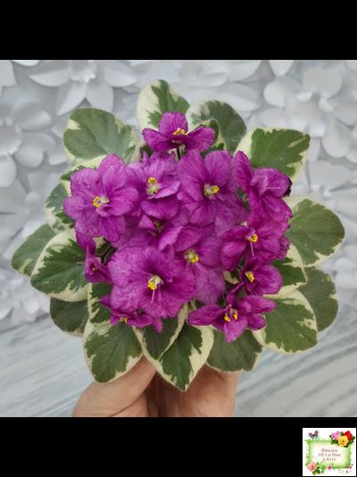 Rob's Lucky Ducky (R.Robinson) листовая химера (стартер сорт)