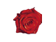 Алмазная мозаика Timkee 80308 Бутон красной розы