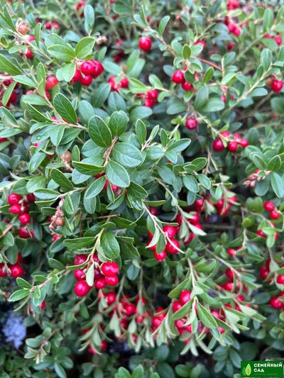 Брусника садовая &quot;Ред Перл&quot;