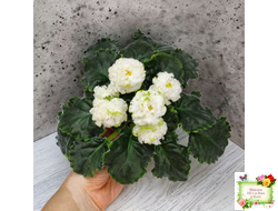 ЕК-Изумрудные Розы (Е.Коршунова) 2018 г.