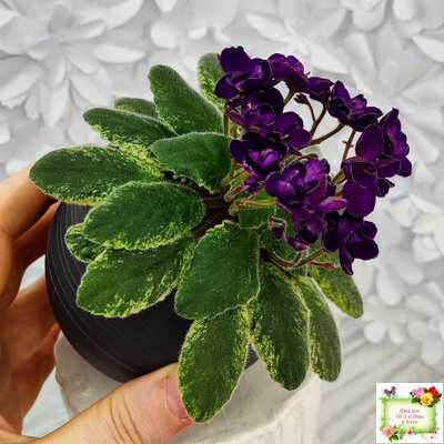 ЛЕ-Мия (Е.Лебецкая) 2018 г.