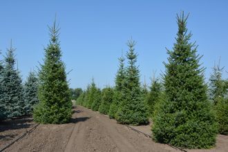 Ель сербская (Picea Omorika) (120-140/12-20л)