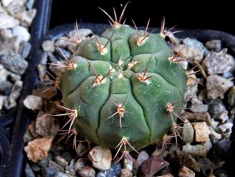 Gymnocalycium marquezii KK 521 (D=25-30mm)