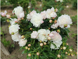 Пион Солвейг (Solvejg)