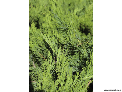 Можжевельник средний Минт Джулеп